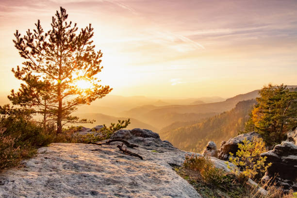istock Cruelly tested pine tree on the exposed mountain 1264000975