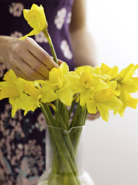 istock Woman arranging daffodils in vase 1264003241