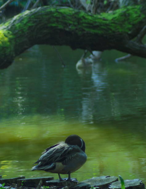 istock Grooming duck at the pond. 1264004856