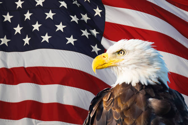 istock Bald Eagle Superimposed on the American Flag 1264005916