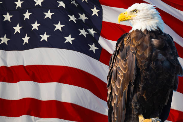アメリカ国旗に重ねられたハゲワシ - god bless america ストックフォトと画像