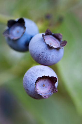 closeup of ripe blueberries on blueberry bush