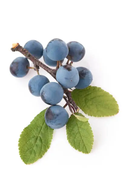 Ripe blackthorn berries on a branch with green leaves isolate. Sloe (Prunus spinosa) on studio white background. close-up in summer