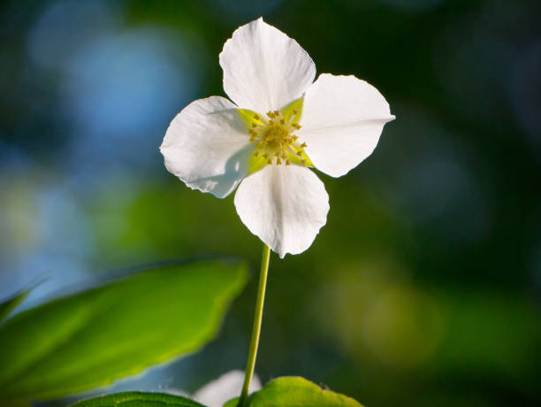 istock Blooming jasmine flower with leaves 1264006619