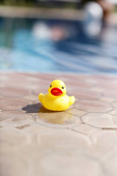 istock Toy duck beside a swimming pool 1264007370
