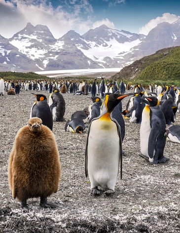 Vertical shot of a colony of king penguins (Aptenodytes patagonicus) on a pebble beach on South Georgia Island. A penguin chick in the foreground is wearing a brown coat of down feathers beside adults in breeding season, with snowcapped mountains and a glacier in the background.