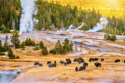 A sunset landscape scene at the Upper Geyser Basin at Yellowstone National Park, where steam rises from several geyser vents and hot springs near a forest of lodgepole pine trees, and a herd of bison is grazing.