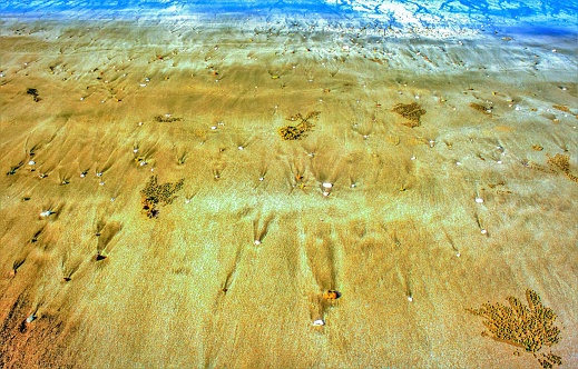 seashells in the sand
