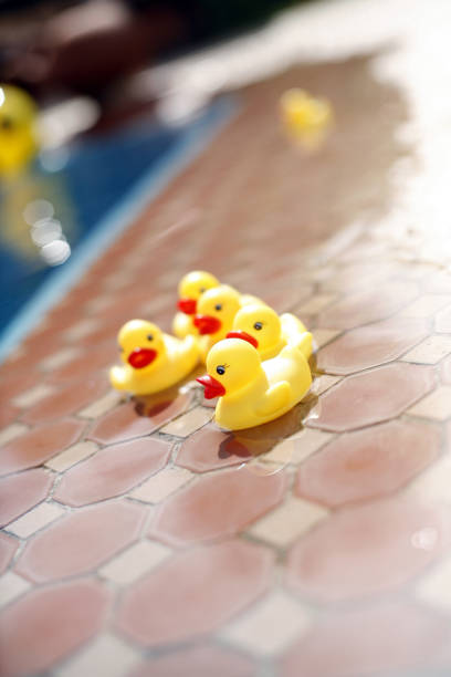 istock Toy ducks beside a swimming pool 1264010753