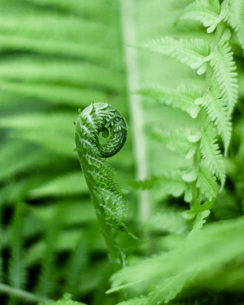 istock Green fern plant curl 1264011194