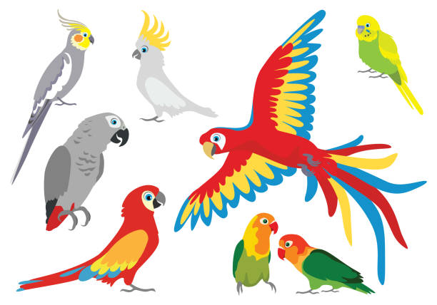 設置向量卡通五顏六色的鸚鵡在不同的姿勢。雅科, 鸚鵡, 波浪鸚鵡, 軟蟲, 鸚鵡是不可分割的, 愛鳥, 阿拉金剛鸚鵡, 科雷拉。 - 金剛鸚鵡 幅插畫檔、美工圖案、卡通及圖標
