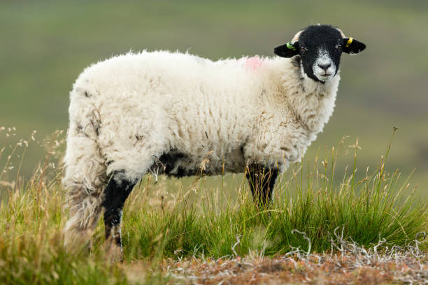 istock Well grown Swaledale lamb in summer, facing forward with clean background. 1264013314