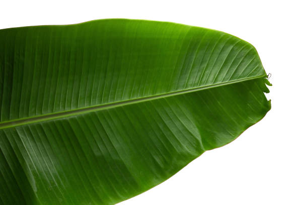 istock Green banana leaf isolated on white background. 1264014115