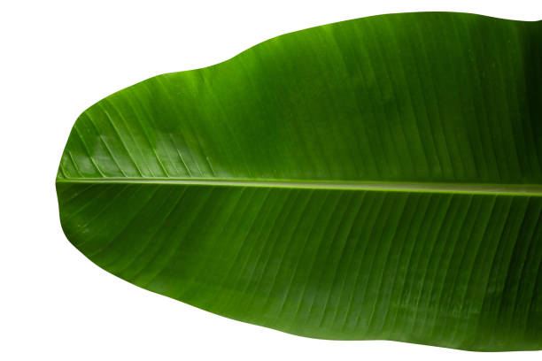 istock Green banana leaf isolated on white background. 1264014119