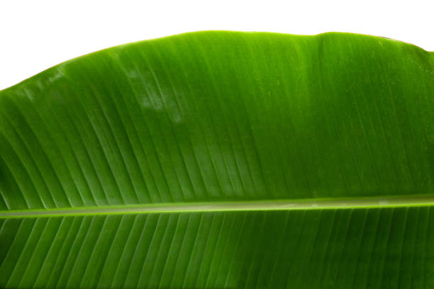istock Green banana leaf isolated on white background. 1264014120