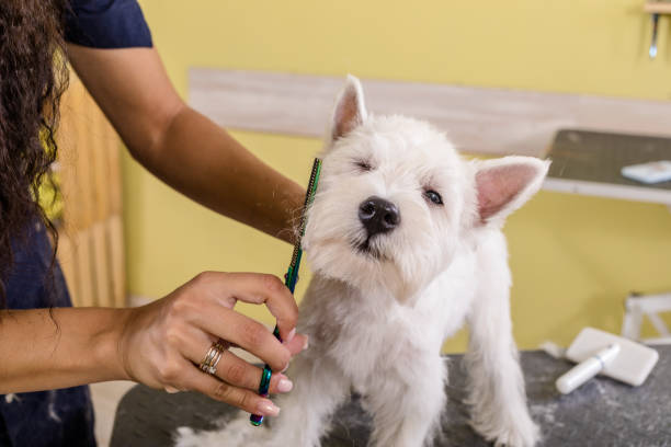 istock Grooming salon working place, pet shop. 1264014523