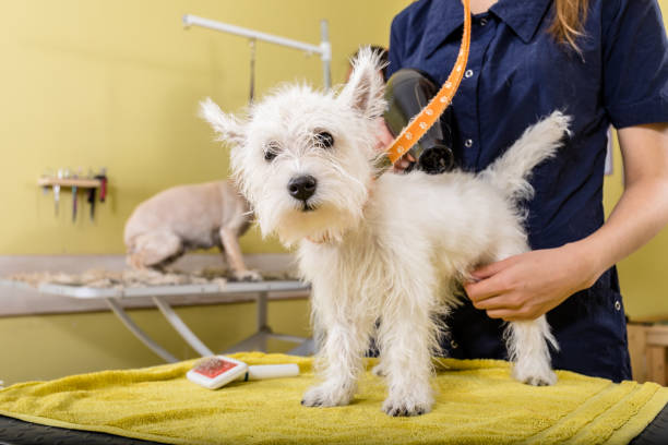 istock Grooming salon working place, pet shop. 1264015353