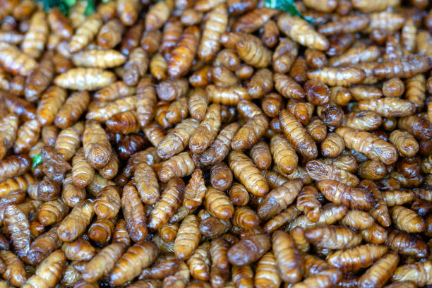 Fried silk worms delicious in street food in Thailand. Close up Fried silk worms delicious in street food in Thailand. They are deep fried until reaching a complete state of crispness, heavily salted, and eaten as a protein enriched snack. fried insects for snack thai food at market stock pictures, royalty-free photos & images