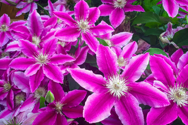 istock Clematis flower backfround. Closeup flower head. Pink floral pattern. 1264019465