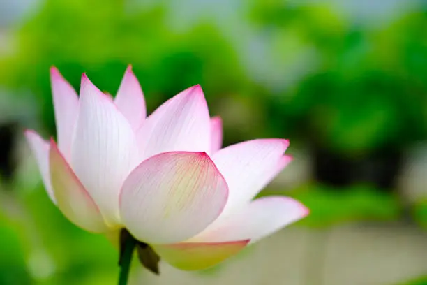 Photo of lotus flower blooming in summer pond with green leaves as background