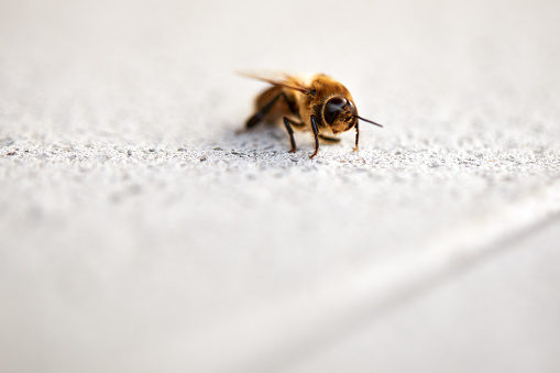 A bee or honey bee crawls alone and helplessly along a gray facade of a house in Europe during the day because its habitat is threatened by humans, photographed in color with a macro lens