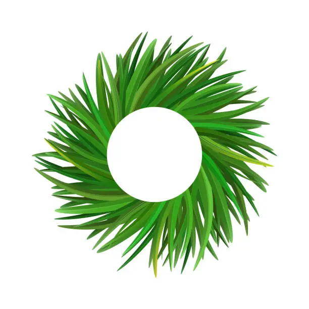 Vector illustration of Vetiver grass, khus or Chrysopogon zizanioides. Wreath of leaves. Vector illustration