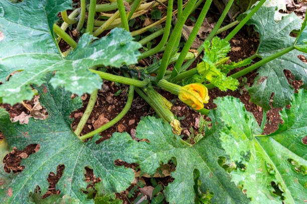 istock growing zucchini with flowers ready for harvest 1264035604