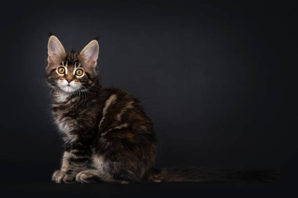 istock Tortie marbled Maine Coon kitten on black 1264037254