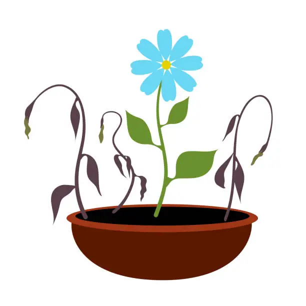 Vector illustration of Growing blooming blue flower and dead fading plants in pot.