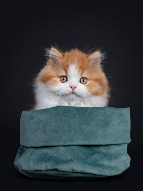 istock Adorable red / white British Longhair kitten on black background 1264040262