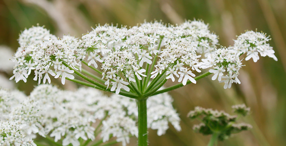 Ammi majus and Queen Anee's Lace, Family of Apiaceace