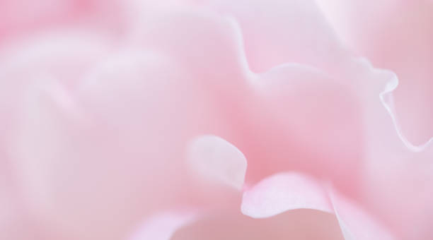 istock Soft focus, abstract floral background, pink rose flower petals. Macro flowers backdrop for holiday brand design 1264044704