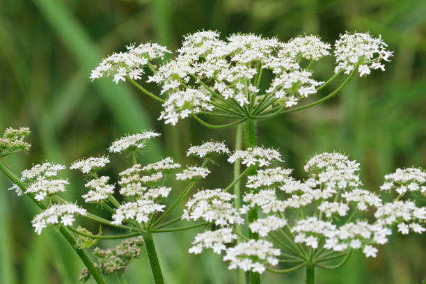 Hogweed Flowers Bees - Free photo on Pixabay