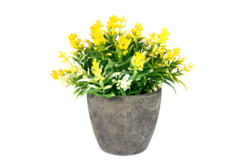 Yellow artificial flowers in clay flowerpot isolated on white background. Small yellow flower with leaves in stone flower pot isolated