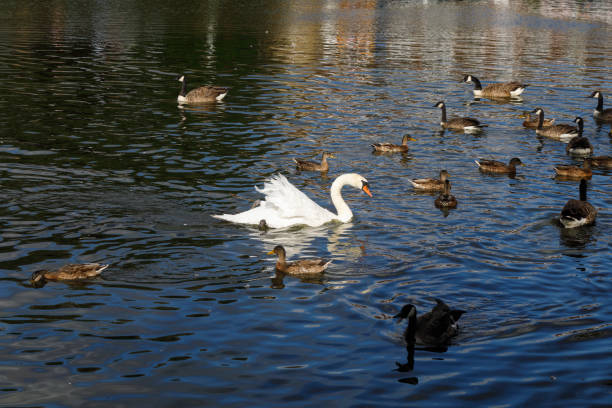 cisne mudo femenino con alas cortadas en la persecución de ganso - clipped wings fotografías e imágenes de stock