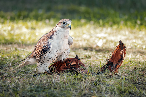 young falcon trains for falconry with a special toy made of bird feathers