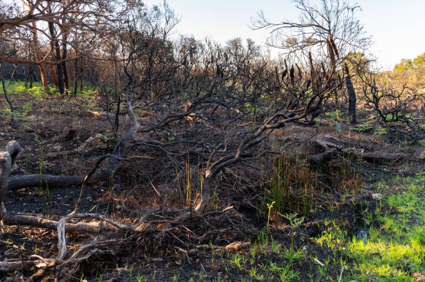 Remainings of Bushfire at Botany Bay National Park