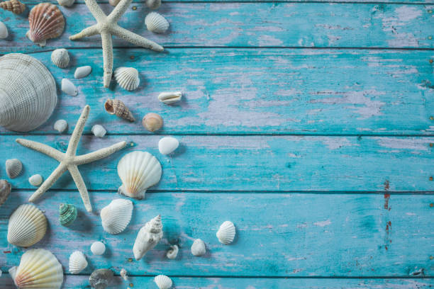 istock Copy space of seashells and starfish against ocean blue background 1264046255