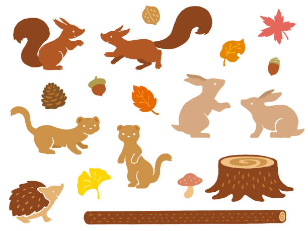 Small animals and autumn leaves in the forest hand drawn style illustration set Forest small animals and various autumn leaves hand drawn style illustration set (Squirrel, Rabbit, Hedgehog, Weasel) Japanese Maple stock illustrations