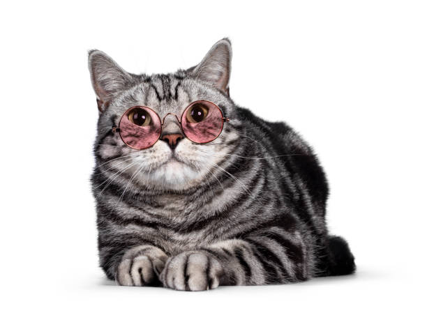 istock Silver British Shorthair cat on white 1264052101