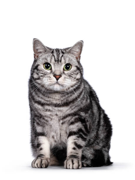istock Silver British Shorthair cat on white 1264055188