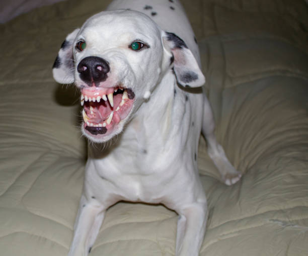 istock An angry Dalmatian showing his teeth in an attempt to intimidate 1264055190