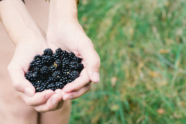 istock Man holds blackberries in the palms of his hands 1264056295