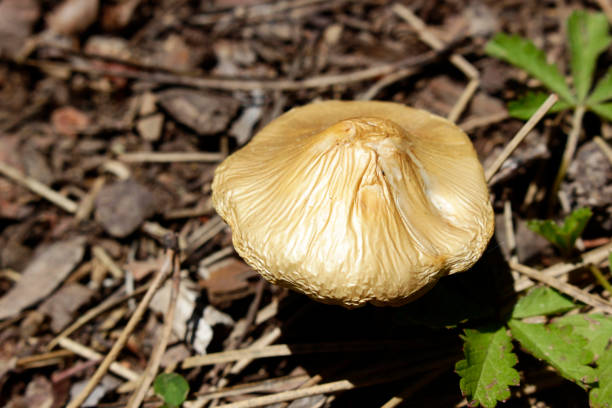 small mushroom in the forest