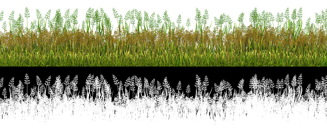 green grass for use in collage with alpha transparency channel, 3d illustration