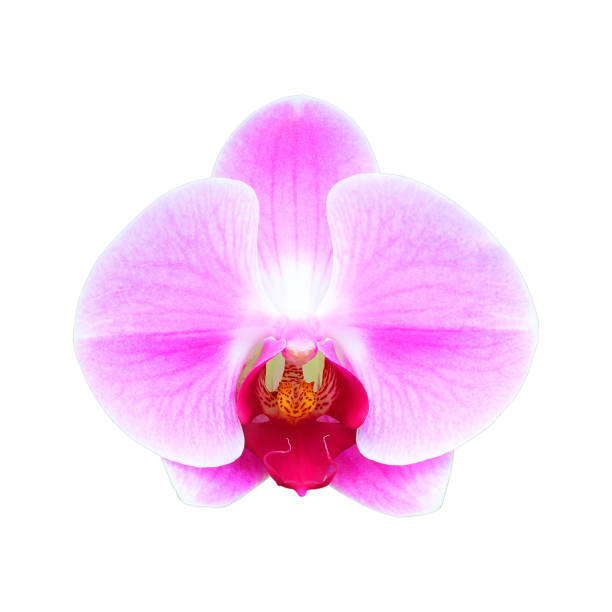 istock Pink orchid isolated on white background 1264062862