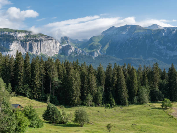 Gentiana verna flowers on an alpine meadow. The image was captured in the canton glarus at an altitude of 1700m.