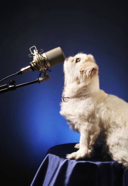 istock Dog standing in front of a microphone 1264064736