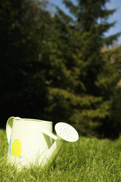 istock An abandoned watering can on the field 1264066150