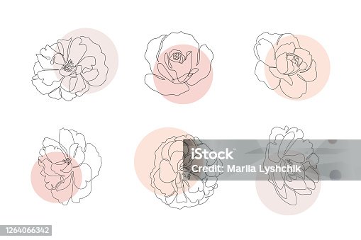 istock Continuous line flowers set with abstract circles. Trendy single line botanical illustration for print or web. Rose outline vector 1264066342
